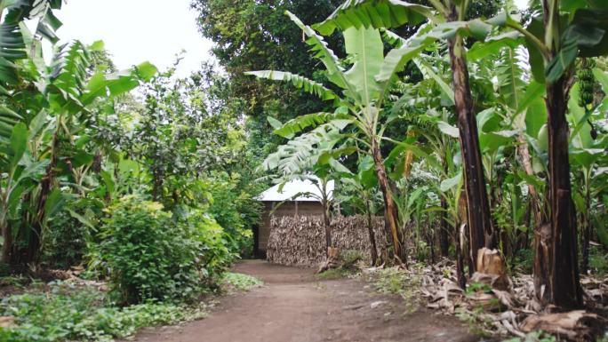 跟踪拍摄通往小屋的小路。在农田里生长的果树。农场的景色。