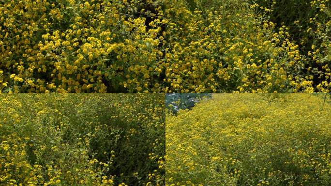 4K实拍黄色小菊花种植基地上蜜蜂辛勤采蜜