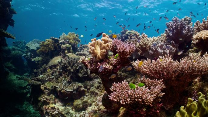 在大堡礁充满活力的水域中向前滑行，热带鱼在繁盛的珊瑚间穿梭
