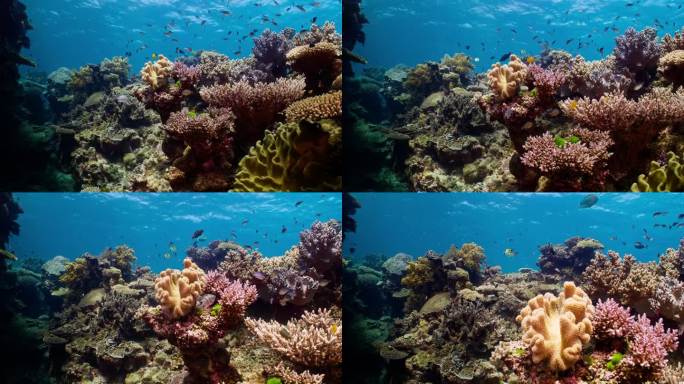 在大堡礁充满活力的水域中向前滑行，热带鱼在繁盛的珊瑚间穿梭