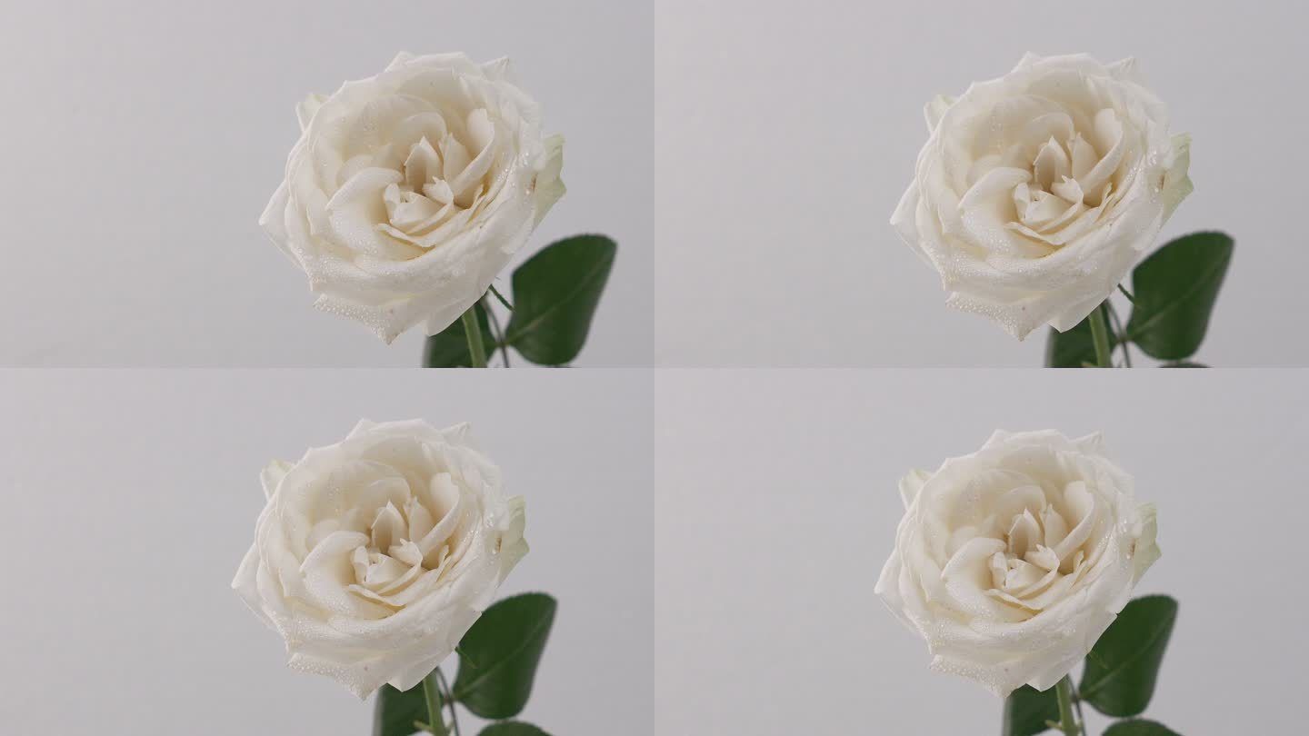 浪漫白玫瑰4k实拍