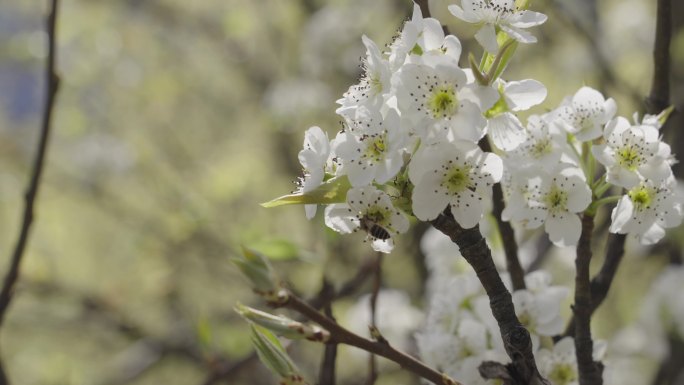 4K_蜜蜂采蜜 梨花 山间 升格