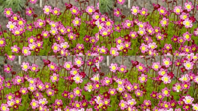 近距离观察爱沙尼亚的虎耳草花的粉红色花瓣