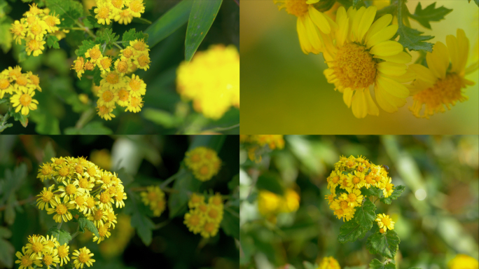 野菊花 甘菊