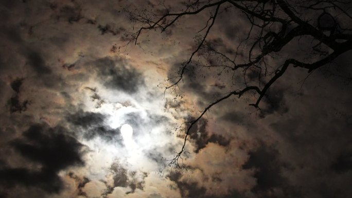 树影月亮乌云遮月