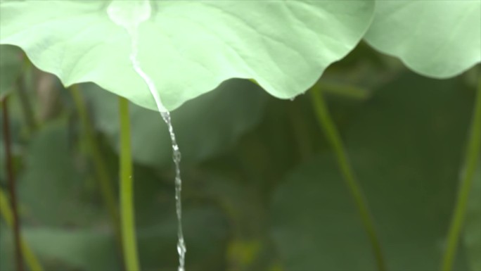 荷叶滴水慢镜头荷叶上水珠意境C025