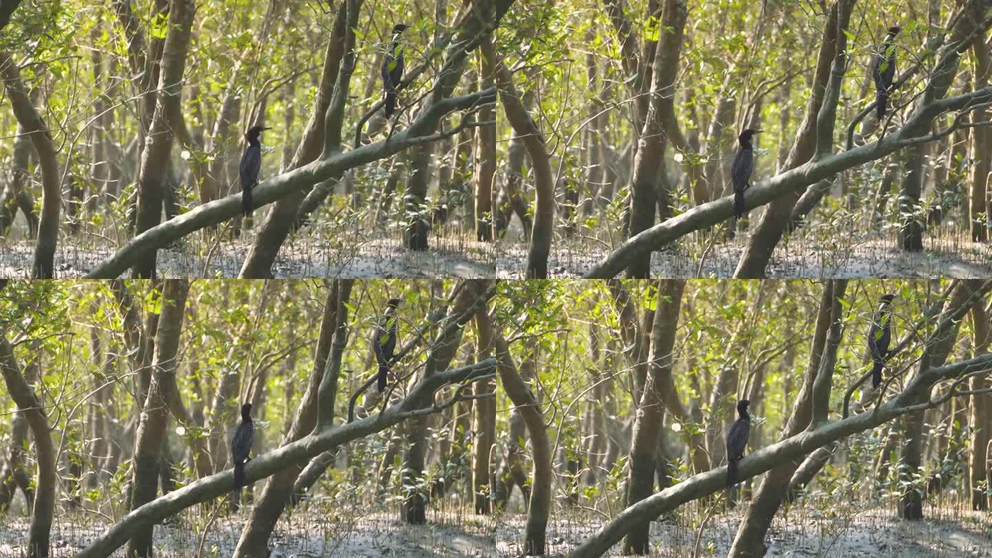 印度西孟加拉邦24帕尔加纳斯山德班斯老虎保护区岛屿红树林中的鸬鹚群或长尾鸬鹚科