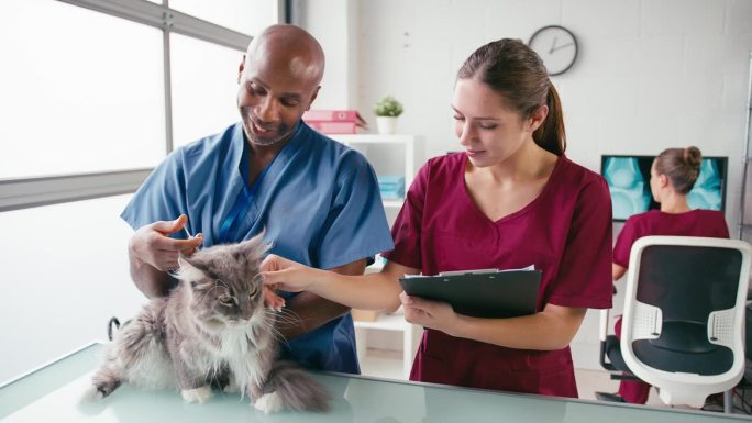 男兽医和女实习兽医护士在给宠物猫注射手术