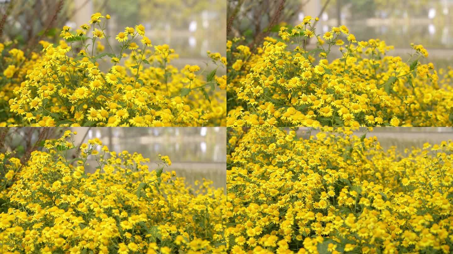 4K实拍，广州农科院黄色小菊花种植基地.