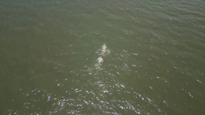 航拍厦门岛白海豚