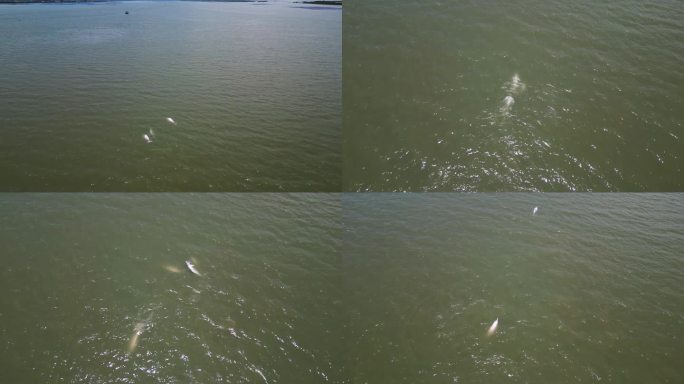 航拍厦门岛白海豚
