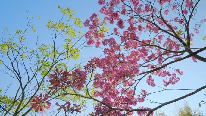 紫花风铃木