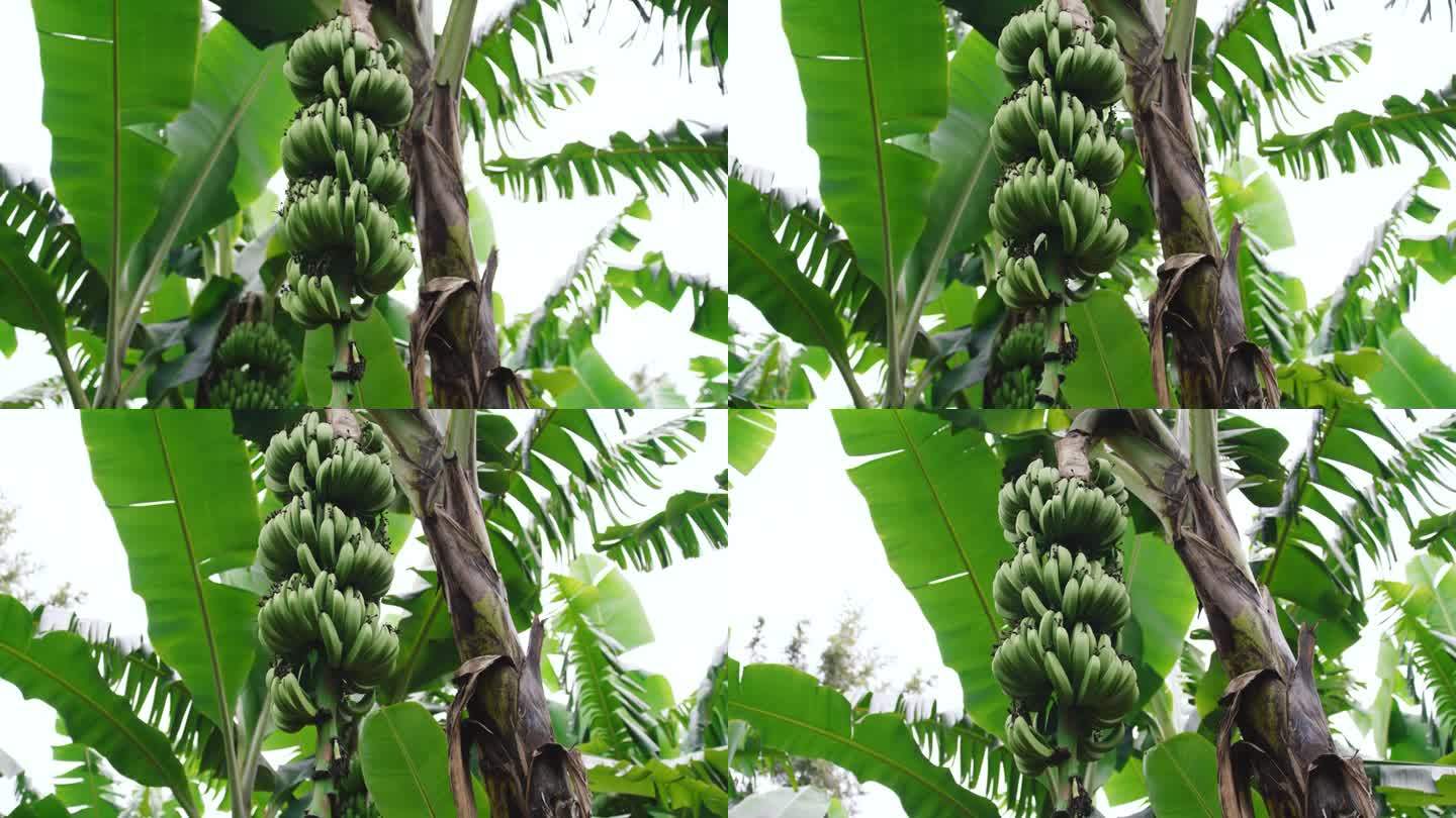 跟踪拍摄未成熟的香蕉串。农场里生长的新鲜水果。树木的景色。