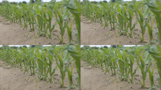 小玉米芽。玉米农场。玉米地的边缘，玉米秆、玉米叶和玉米穗在微风中摇曳。土壤干燥，气候变化。田间植物的