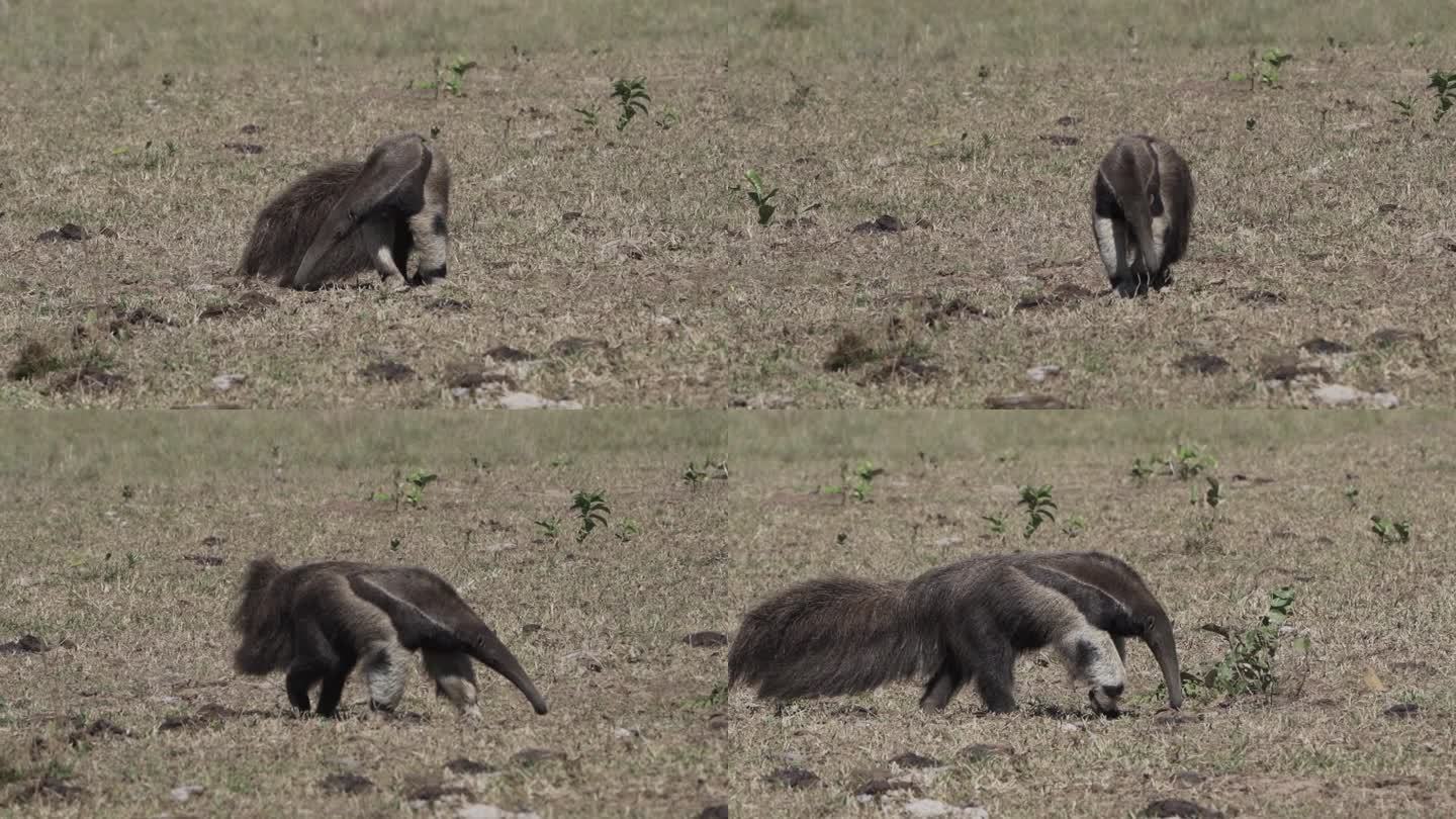 一只巨大的食蚁兽走过潘塔纳尔南部一个农场的草地。食蚁熊，又称蚁熊，是一种原产于中美洲和南美洲的食虫哺