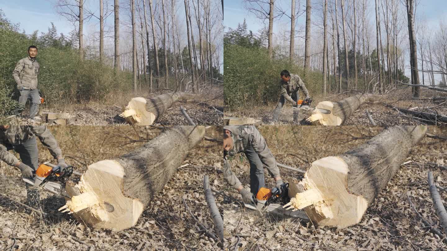 【升格】树倒 砍树 伐树 电锯砍树