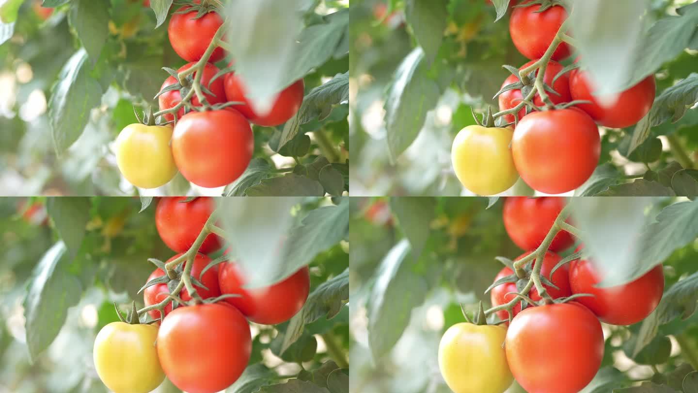 4K升格，实拍羊城广州农科院番茄种植基地