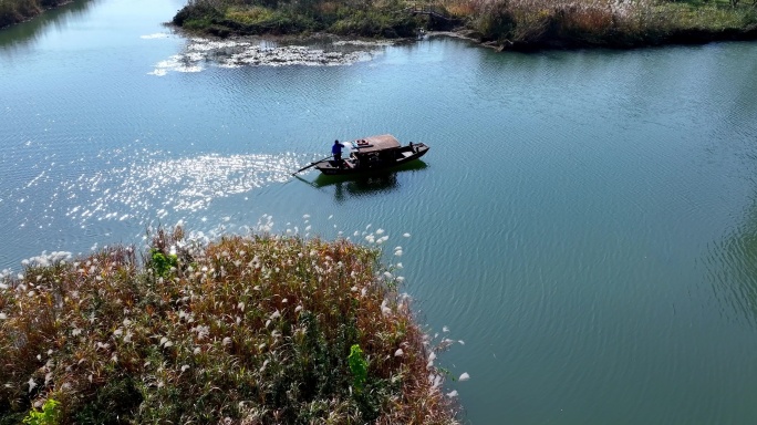 摇橹船在波光粼粼的杭州西溪湿地前行