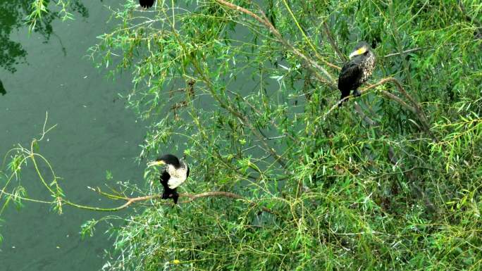 4K高清生态湿地湖泊水鸟保护动物
