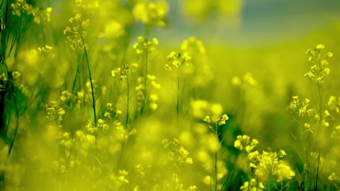 油菜花向日葵花海