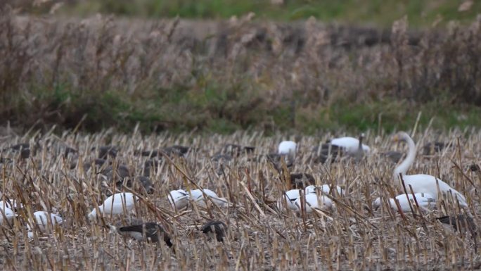 在北海道的德胜地区，大天鹅经过收割后在农田上吃草的雪鹅和鹅群。