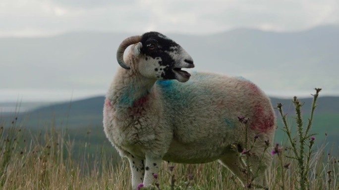 多云的天空下，一只羊在田野里吃草，身上有独特的蓝红相间的斑纹。一只咩咩叫的羊。缩小