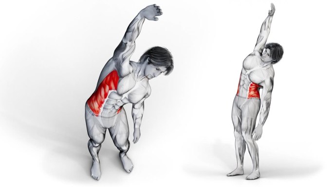 三维插图的肌肉特征做锻炼侧面腹肌肌肉孤立的背景