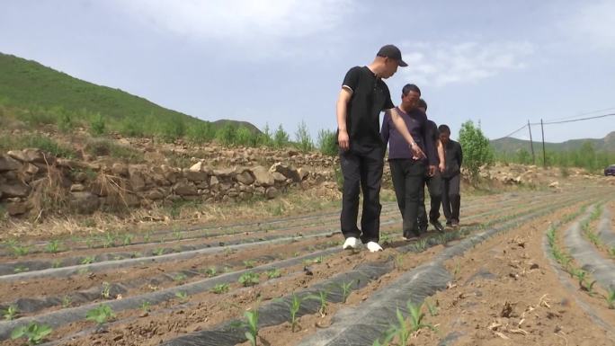 农业科技人员农民一起走在田里查看禾苗长势