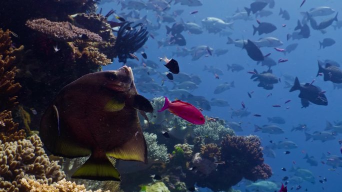 大堡礁，蓝鳍清洁濑鱼正在清理长鳍蝙蝠鱼的鳞片和死皮