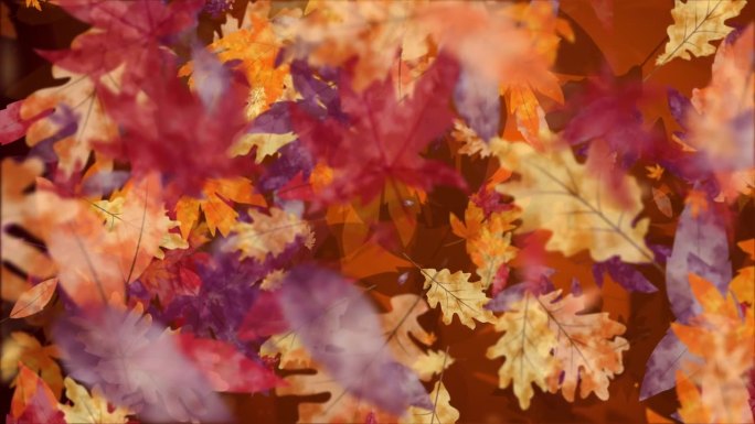 手绘黄红秋叶飞舞的动画。循环季节性假期背景。
