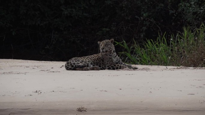 受伤的雄性美洲虎，Panthera onca，一种原产于美洲的大型独居猫科动物，躺在巴西乔佛雷港附近