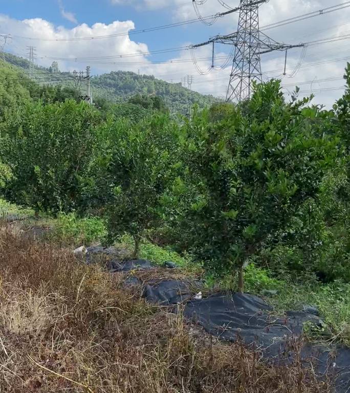 台湾香檬果园丰收采摘