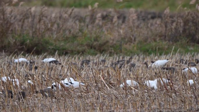 一群收获后在北海道德胜地区的农田里吃东西的雪鹅、咯咯叫的鹅和白额鹅。