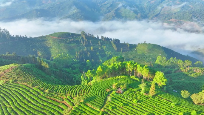 清晨茶山航拍普洱茶