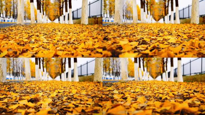 走在金色的秋季