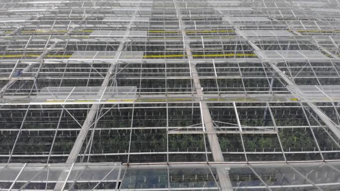 大温室蔬菜鸟瞰图，温室透明玻璃屋顶。现代高科技温室俯瞰。鸟瞰大型工业技术温室。