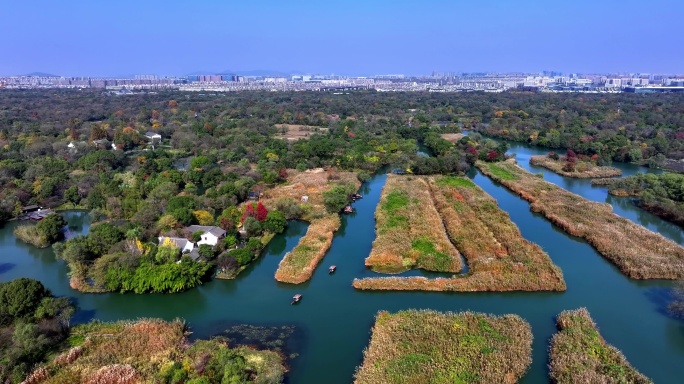 中国杭州西溪湿地秋芦飞雪芦苇芦花