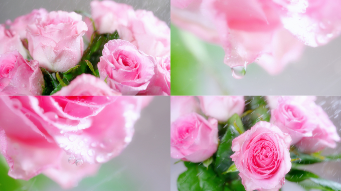 粉色玫瑰花2