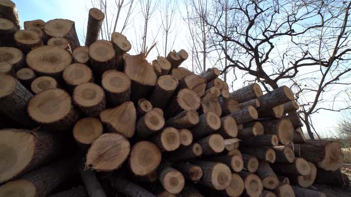4K 树木 砍好的树木 柴火