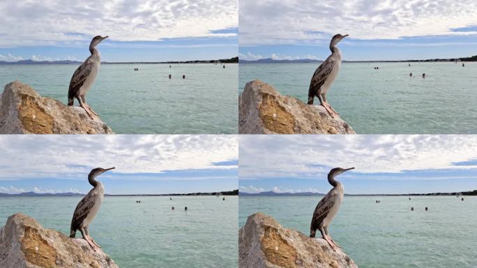 海鸟鸬鹚在海上的石头上。高品质4k画面