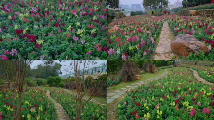 公园金鱼草花坛花圃花田