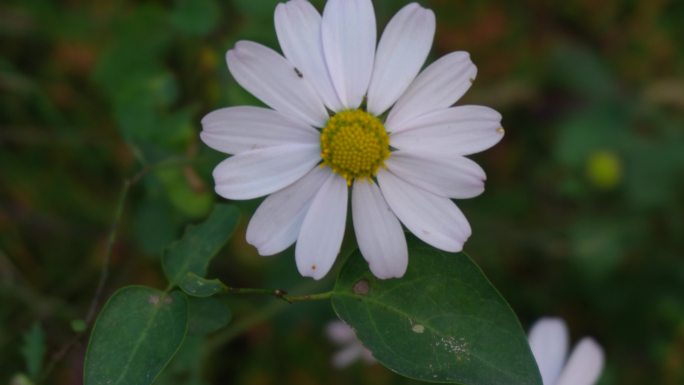 野菊花