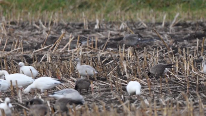 北海道德胜地区收获后的农田里，鹅和雪鹅一起吃。