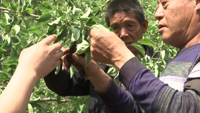 林业技术员传授果农给果树剪枝护理果林