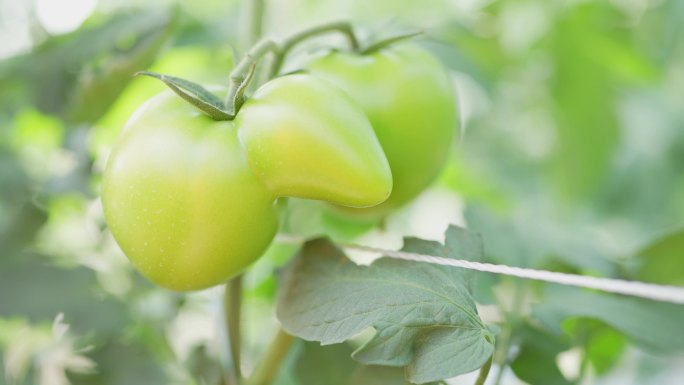 4K实拍广州农科院番茄种植基地青色小番茄