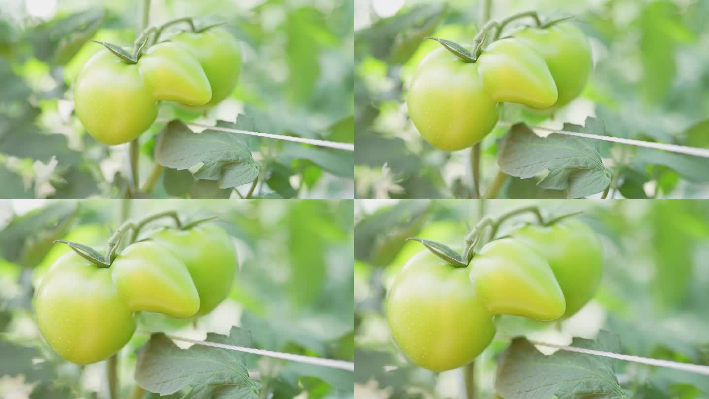 4K实拍广州农科院番茄种植基地青色小番茄