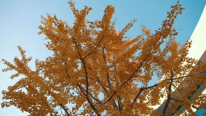秋天的银杏树和办公楼