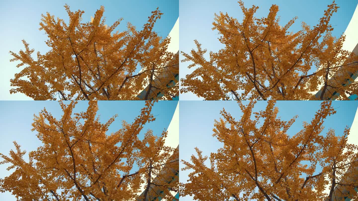 秋天的银杏树和办公楼