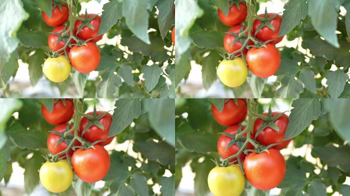 4K升格实拍，羊城广州农科院番茄种植基地