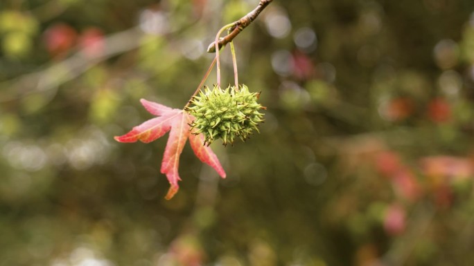 近距离悬挂着秋天红叶的枫香树的多刺种子